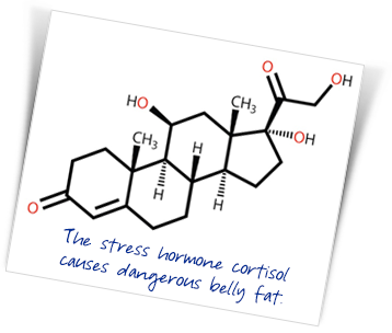 The stress hormone cortisol causes dangerous belly fat.